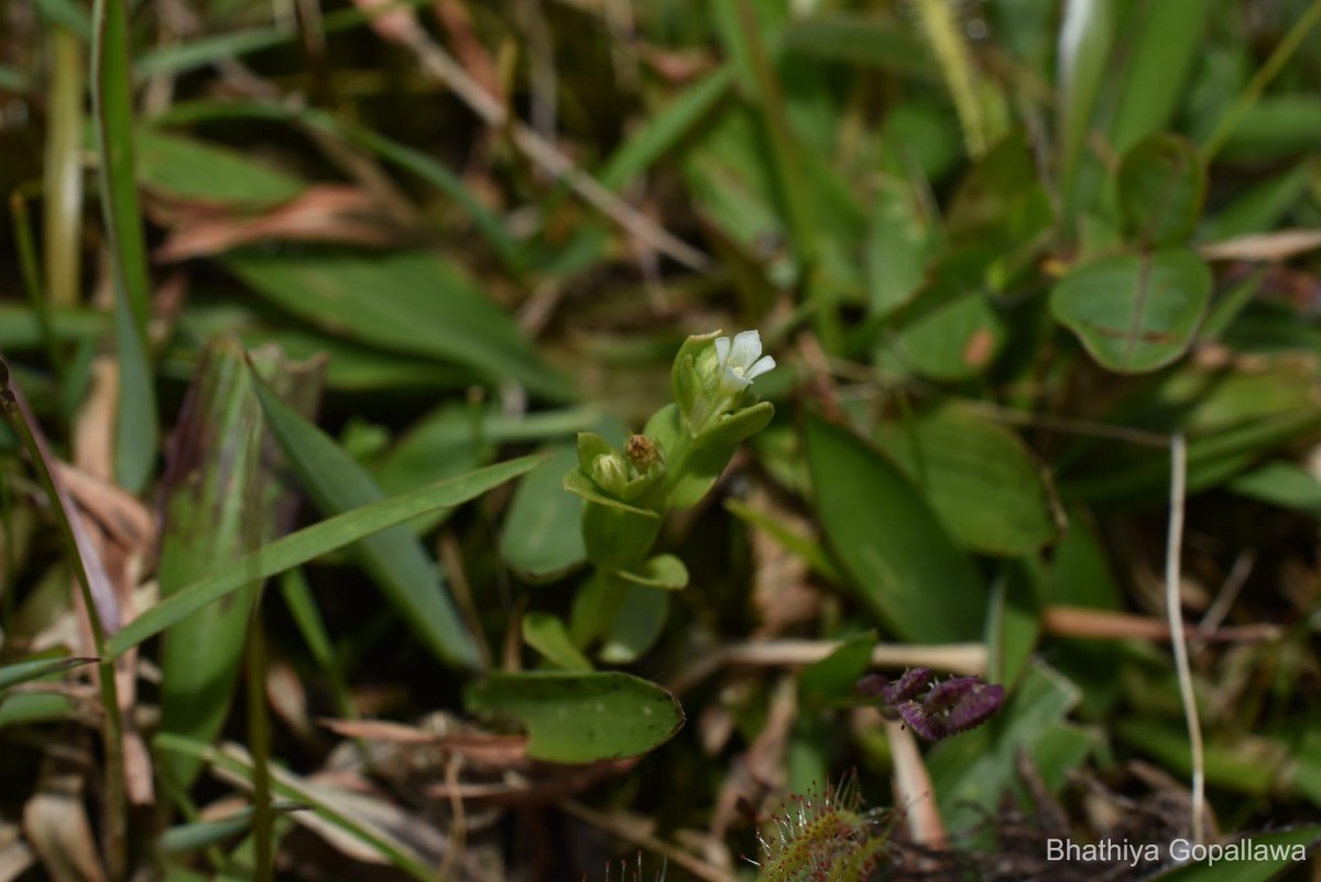 Hoppea fastigiata (Griseb.) C.B.Clarke